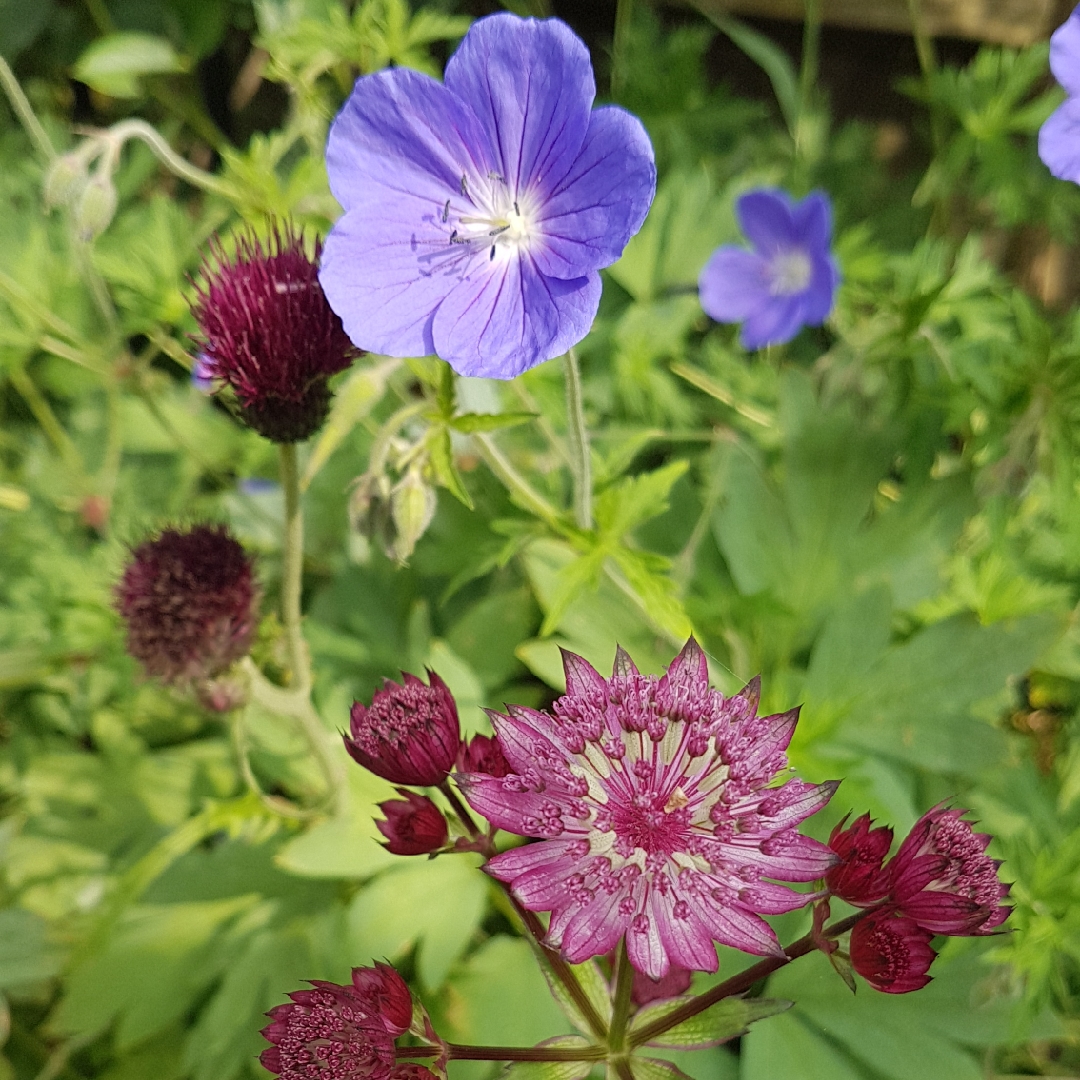 Cranesbill Brookside in the GardenTags plant encyclopedia