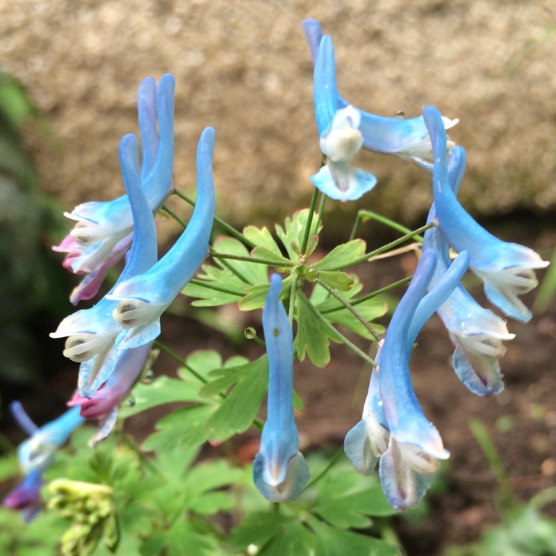 Corydalis Kingfisher in the GardenTags plant encyclopedia