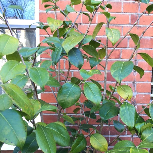 Camellia Nagasaki in the GardenTags plant encyclopedia