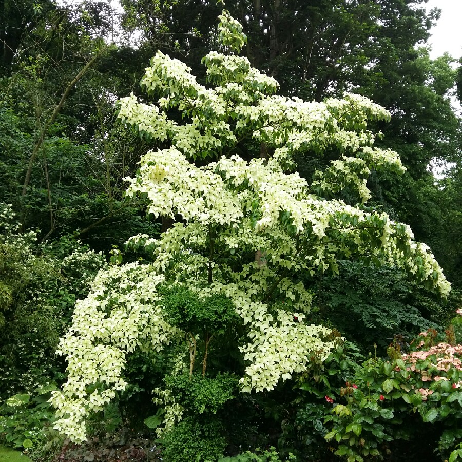 Cornus Kousa Varieties