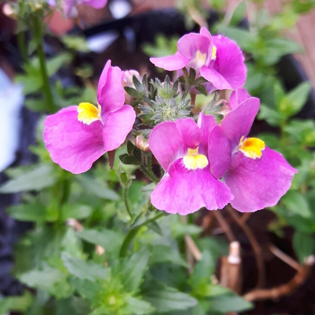 Nemesia Deep Pink in the GardenTags plant encyclopedia