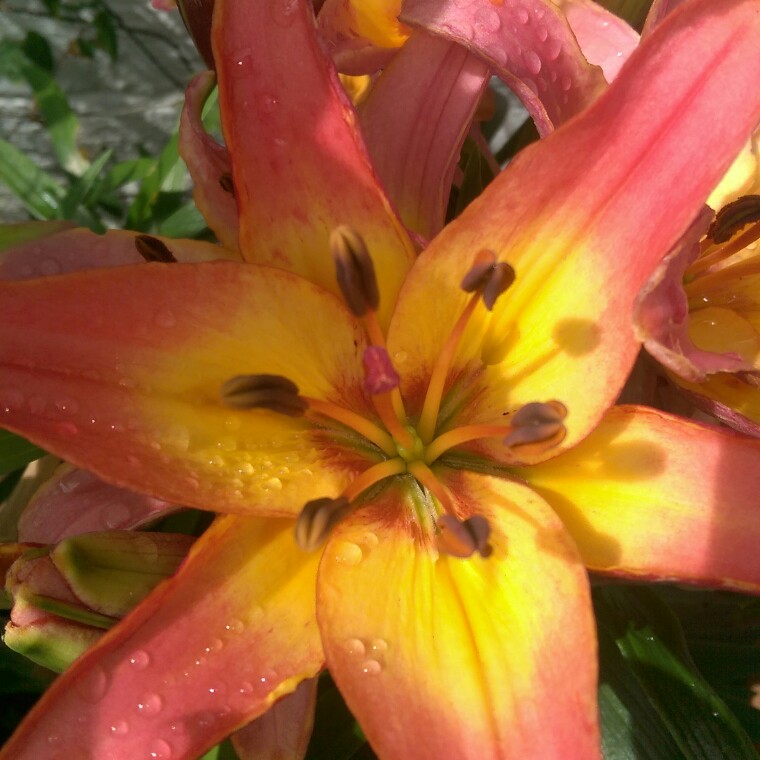 Lily in the GardenTags plant encyclopedia