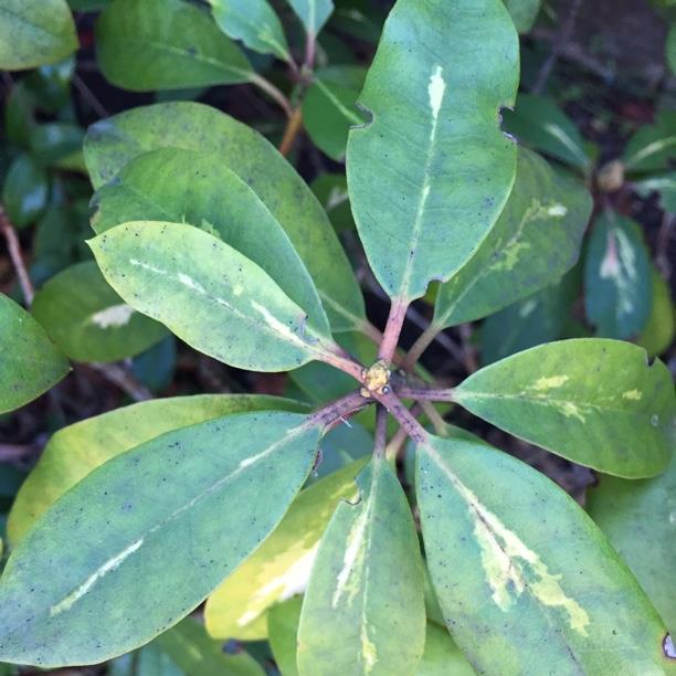 Rhododendron Goldflimmer in the GardenTags plant encyclopedia