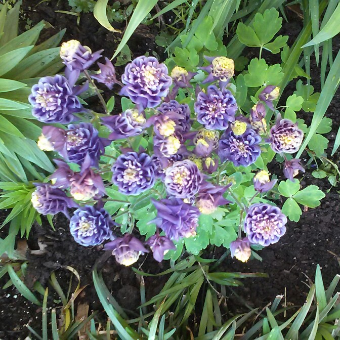 Columbine Winky Double Dark Blue-White in the GardenTags plant encyclopedia