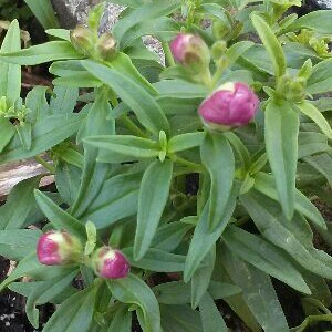 Rhododendron English Roseum in the GardenTags plant encyclopedia