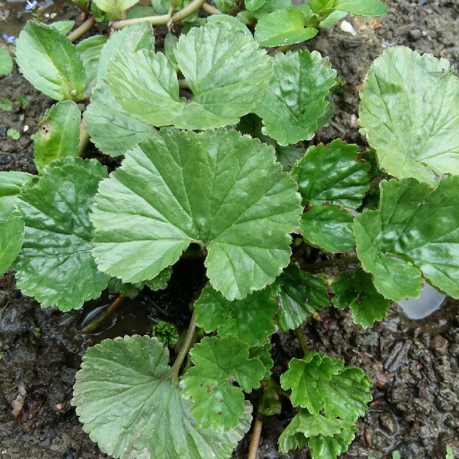 Dwarf Gunnera in the GardenTags plant encyclopedia