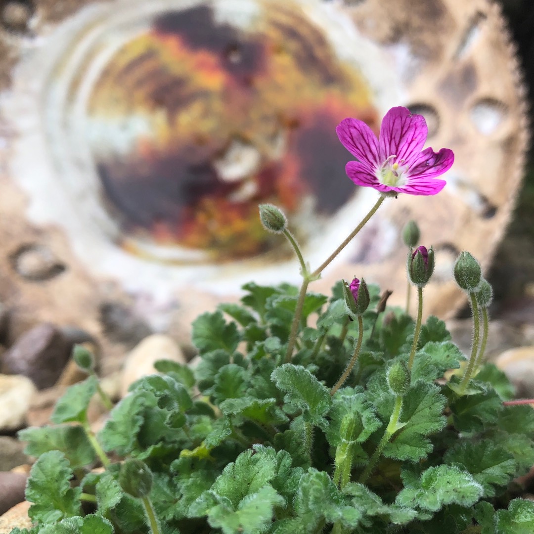 Common Storksbill in the GardenTags plant encyclopedia