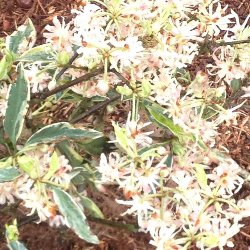 Variegated Anise in the GardenTags plant encyclopedia