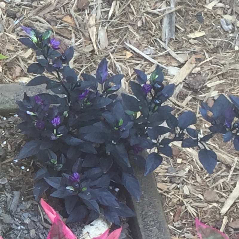 Ornamental Chilli Pepper Purple Flash in the GardenTags plant encyclopedia