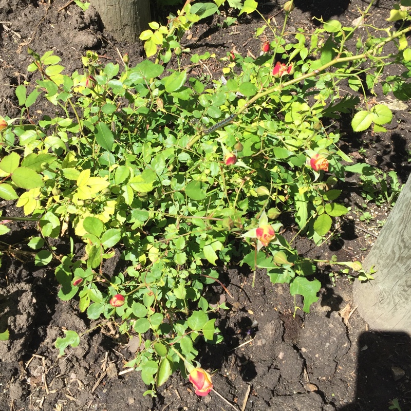 Rose Campfire (Floribunda) in the GardenTags plant encyclopedia