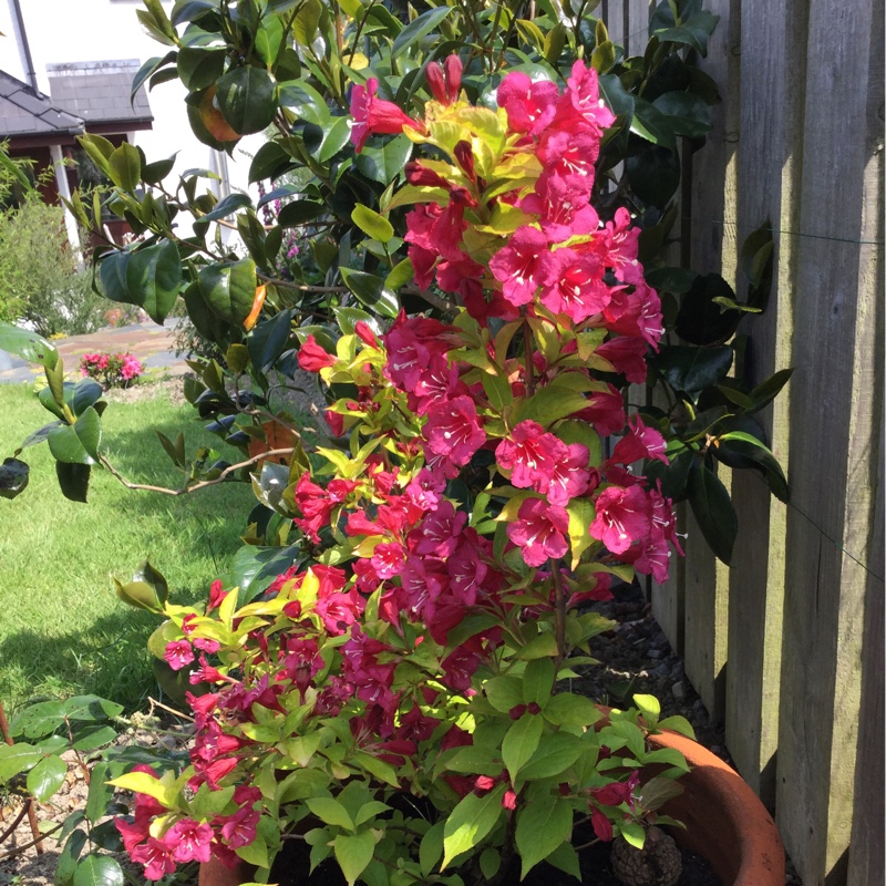 Weigela Briant Rubidor in the GardenTags plant encyclopedia