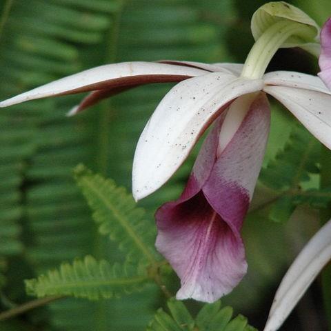 Nuns Orchid in the GardenTags plant encyclopedia