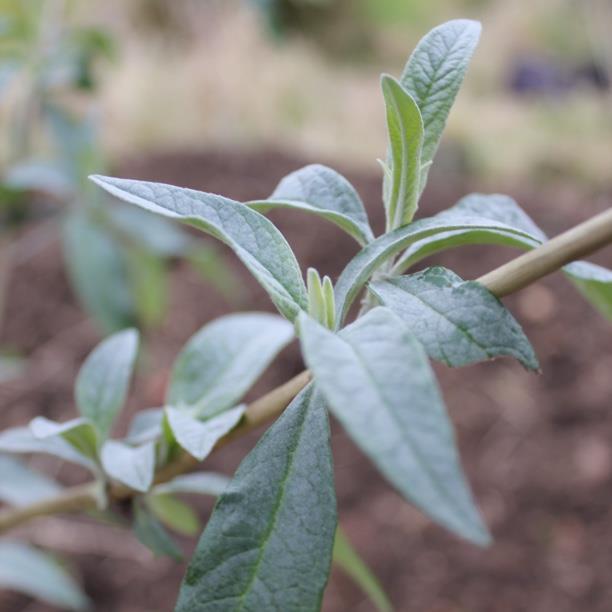 White Flowered Chinese Butterfly Bush in the GardenTags plant encyclopedia