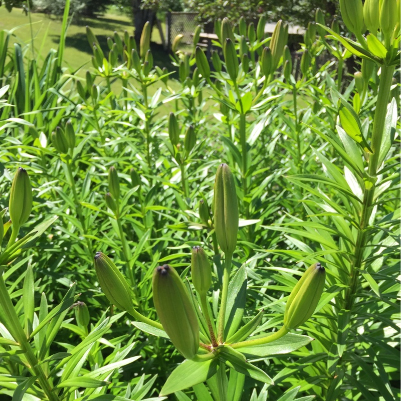 Lily (Species) Prairie Lily in the GardenTags plant encyclopedia