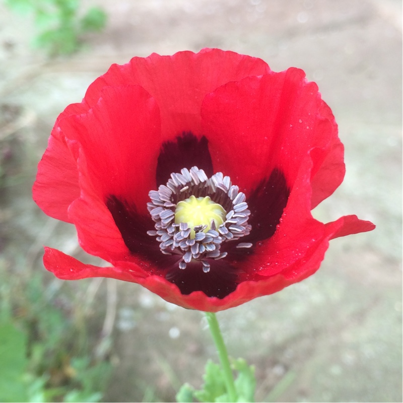 Opium Poppy Single Scarlet in the GardenTags plant encyclopedia