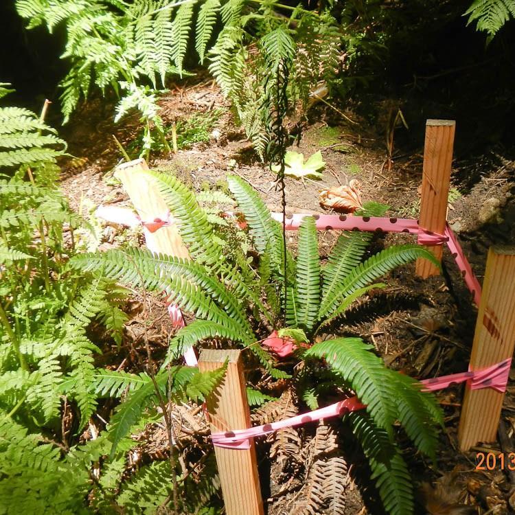 Hard Fern in the GardenTags plant encyclopedia