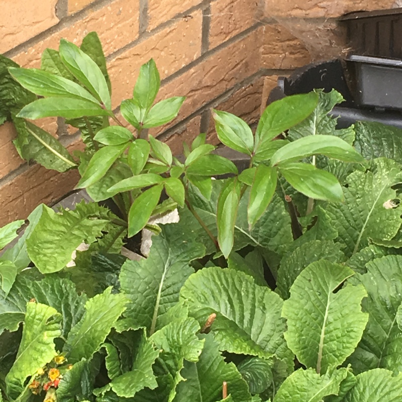 Peony Alba Pena (Herbaceous) in the GardenTags plant encyclopedia