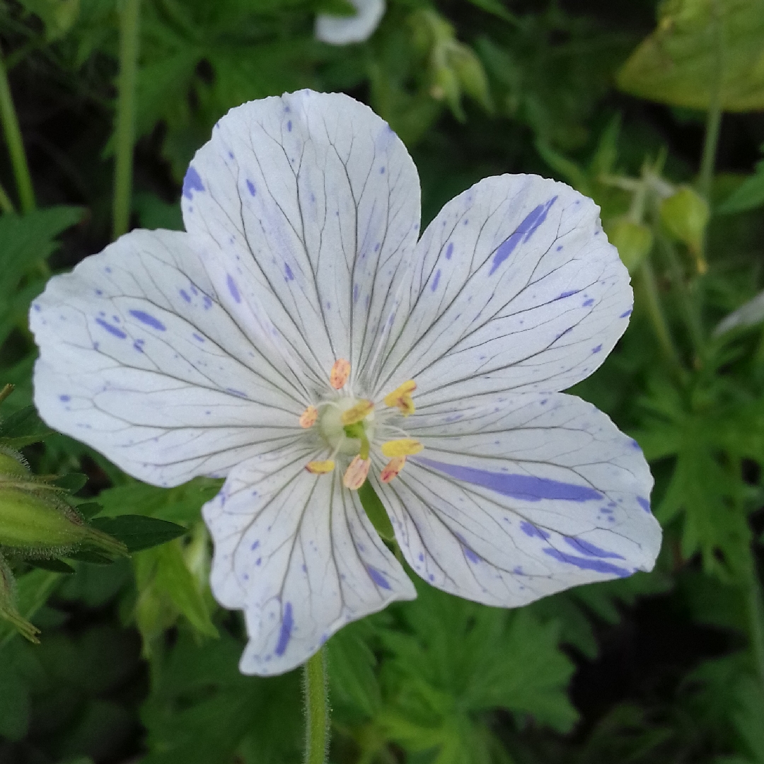 Meadow Cranesbill Striatum in the GardenTags plant encyclopedia