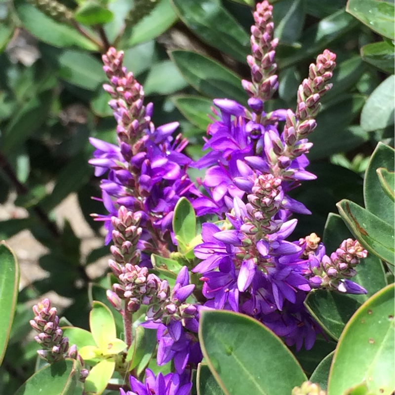 Large-flowered Barrenwort Purple Pixie in the GardenTags plant encyclopedia