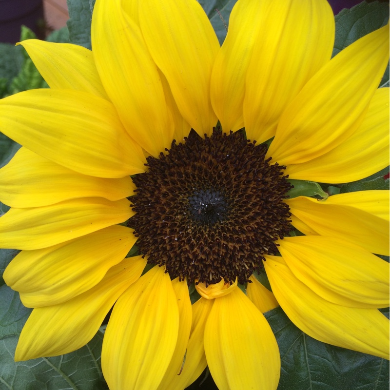 Sunflower Sunsation in the GardenTags plant encyclopedia