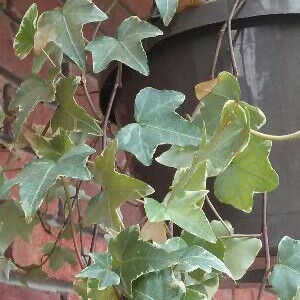 English Ivy in the GardenTags plant encyclopedia