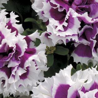 Petunia Purple Pirouette in the GardenTags plant encyclopedia