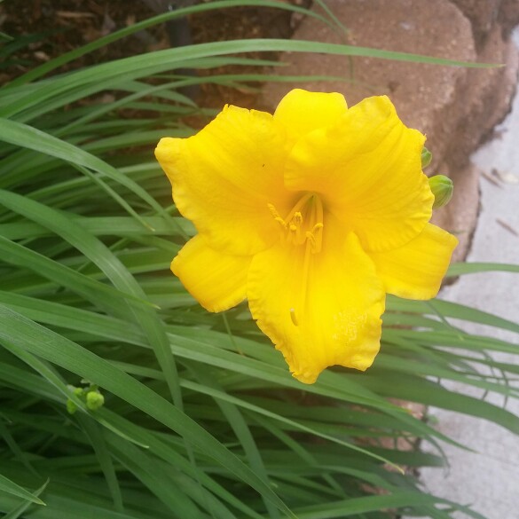 Daylily Stella De Oro in the GardenTags plant encyclopedia