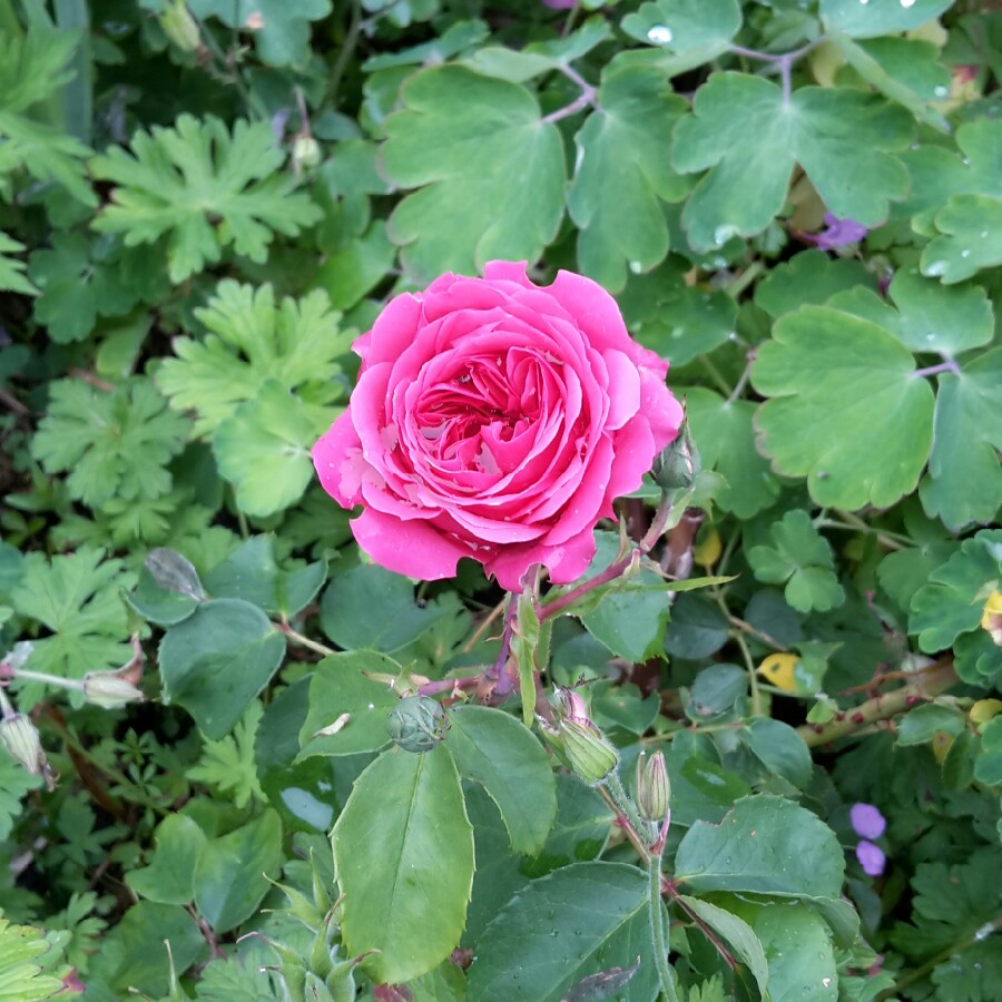 Rose Frilly Cuff in the GardenTags plant encyclopedia