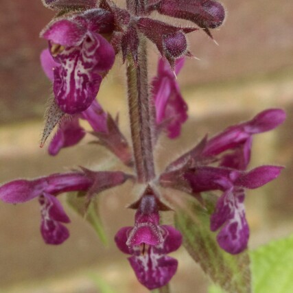 Northern British Marsh Orchid in the GardenTags plant encyclopedia