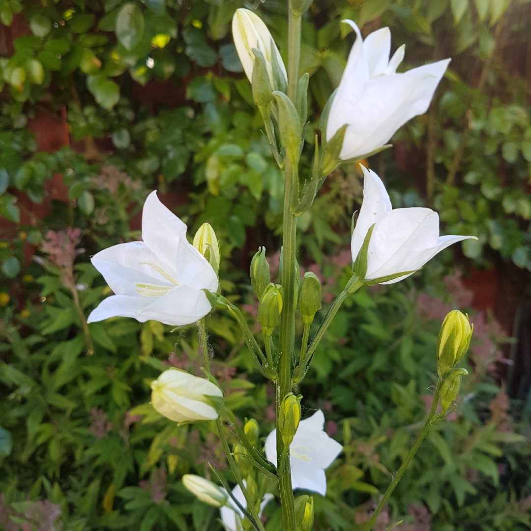 Peach-leaved bellflower in the GardenTags plant encyclopedia