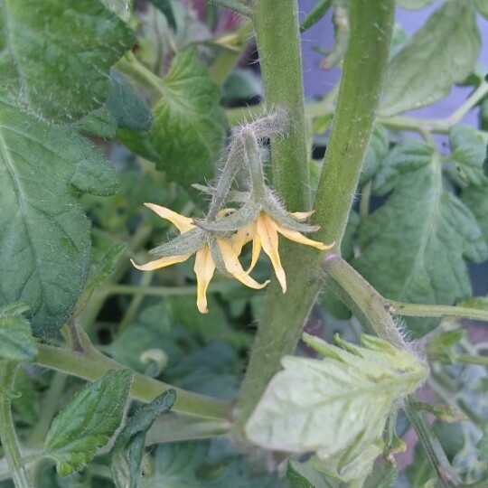 Bush Tomato Red Alert F1 (Cherry Tomato) in the GardenTags plant encyclopedia