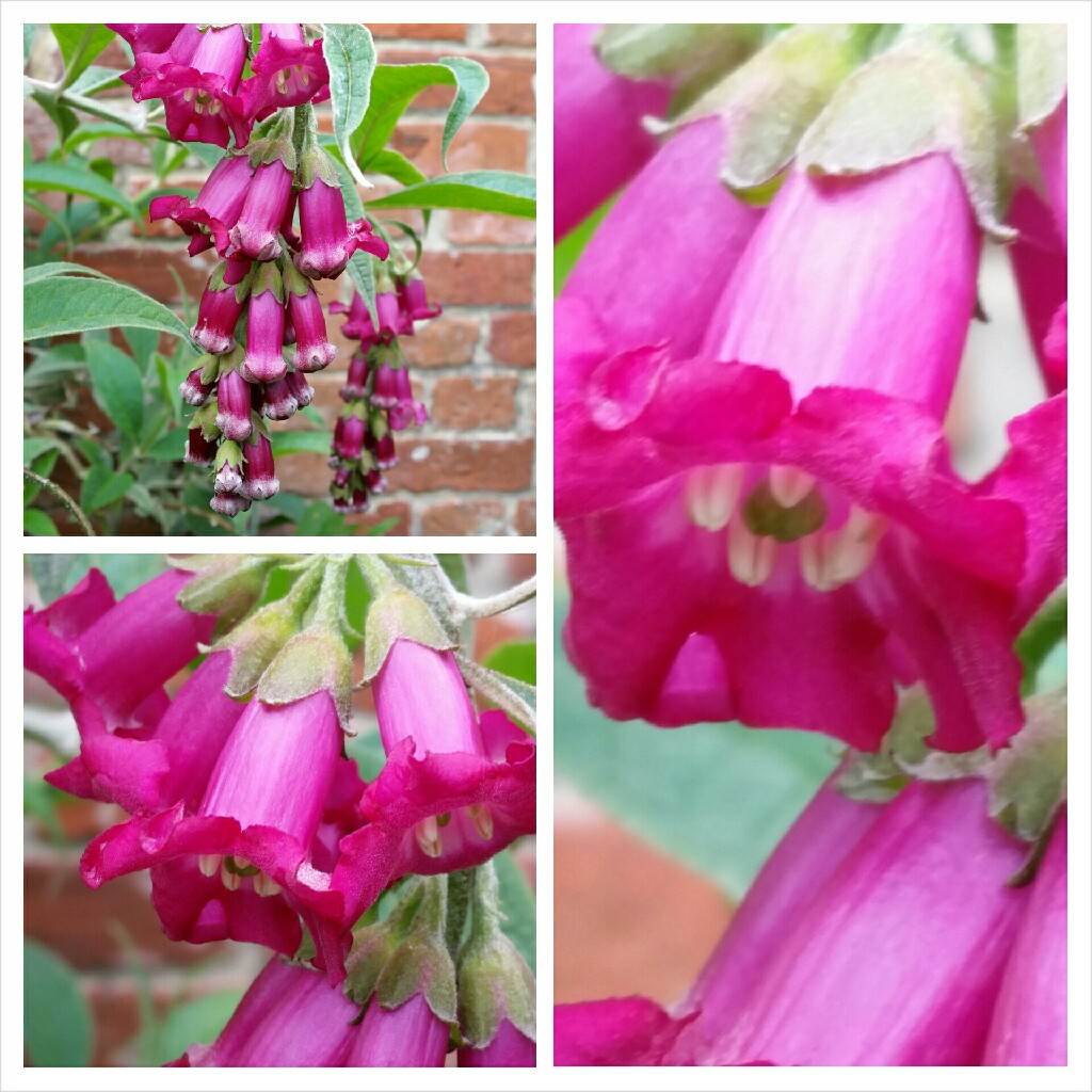 Colvile Butterfly Bush Kewensis in the GardenTags plant encyclopedia