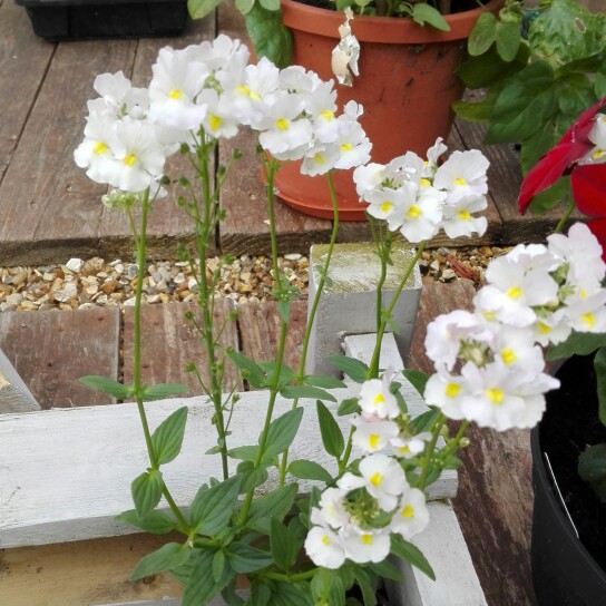 Nemesia Vanilla Lady in the GardenTags plant encyclopedia