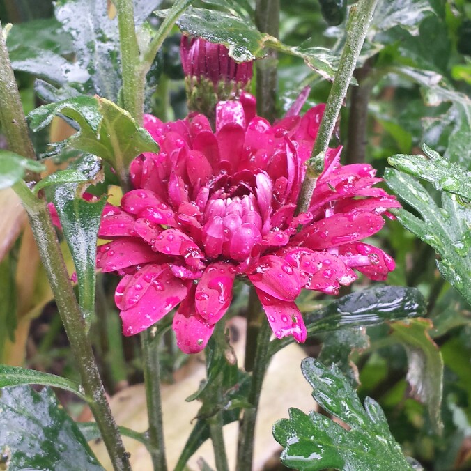 Chrysanthemum Smokey Purple in the GardenTags plant encyclopedia