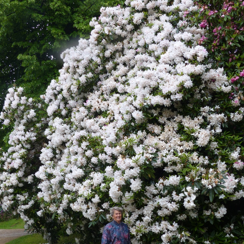 Rhododendron Polar Bear in the GardenTags plant encyclopedia