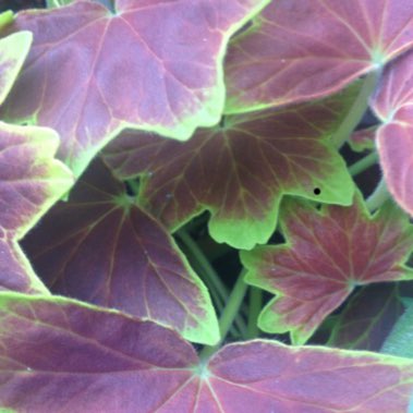 Pelargonium Decora Imperial (Ivy Leaved) in the GardenTags plant encyclopedia