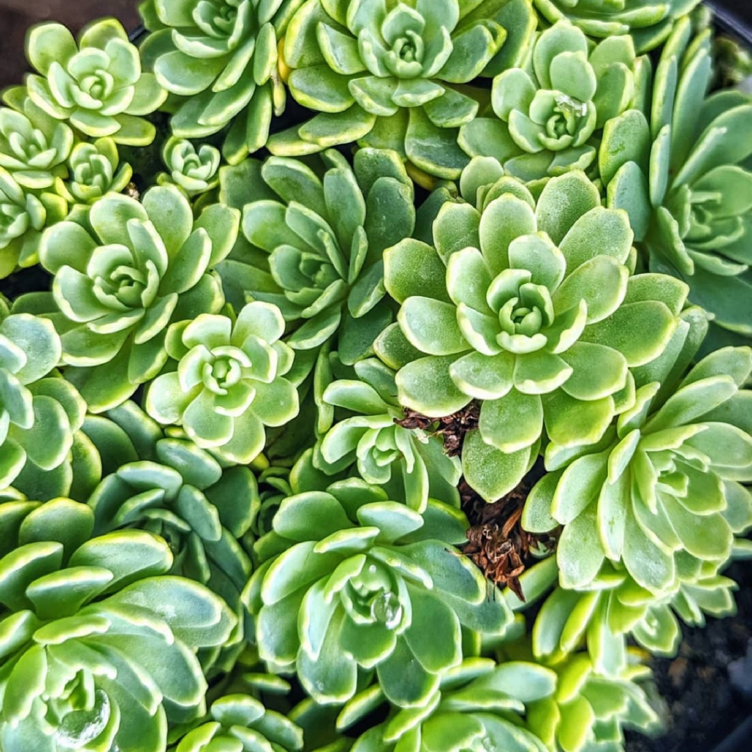 Rhodiola Pachyclados in the GardenTags plant encyclopedia