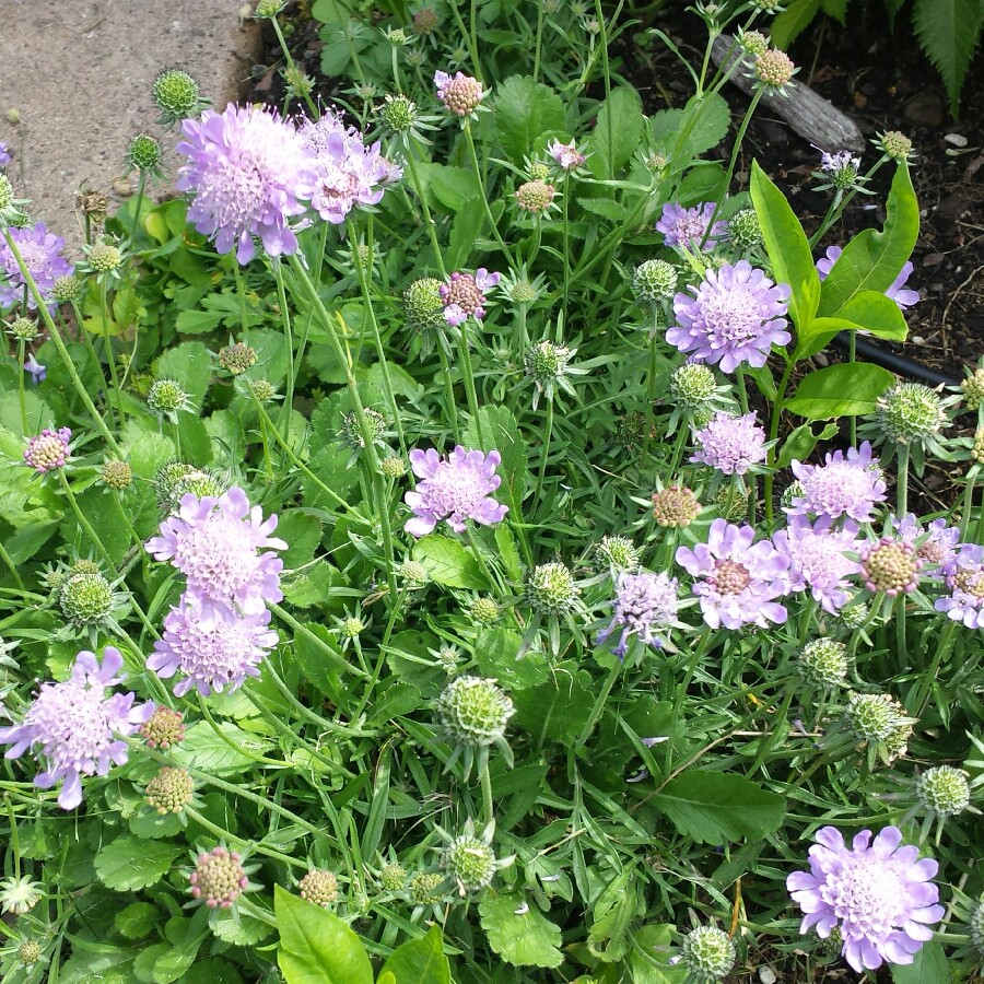 Pincushion Daisy in the GardenTags plant encyclopedia