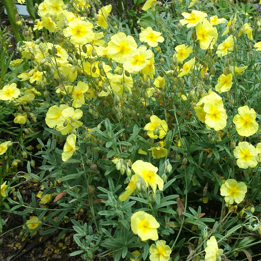 Rock Rose Wisley Primrose in the GardenTags plant encyclopedia