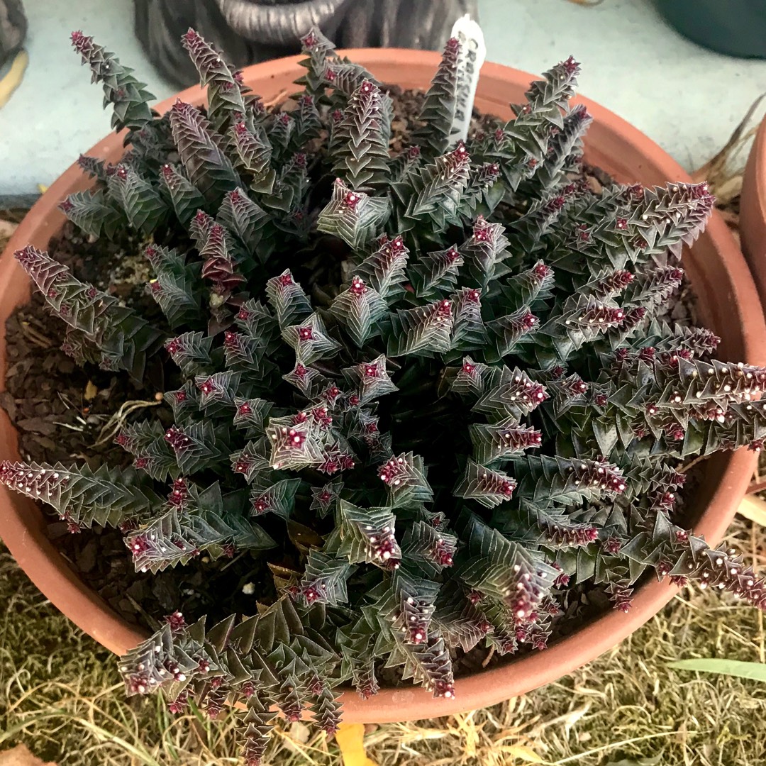 Red Pagoda in the GardenTags plant encyclopedia