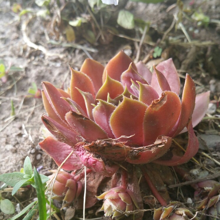 Sempervivum Flamingo in the GardenTags plant encyclopedia