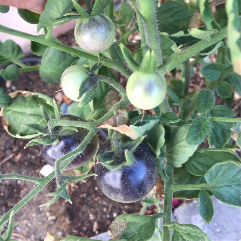 Tomato Indigo Rose in the GardenTags plant encyclopedia