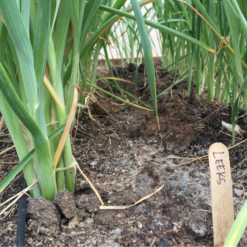 Leek Alto in the GardenTags plant encyclopedia