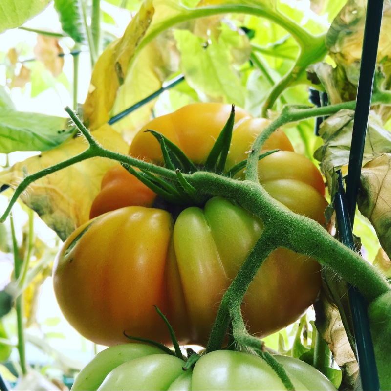 Tomato Purple Cherokee (Beefsteak Tomato) in the GardenTags plant encyclopedia