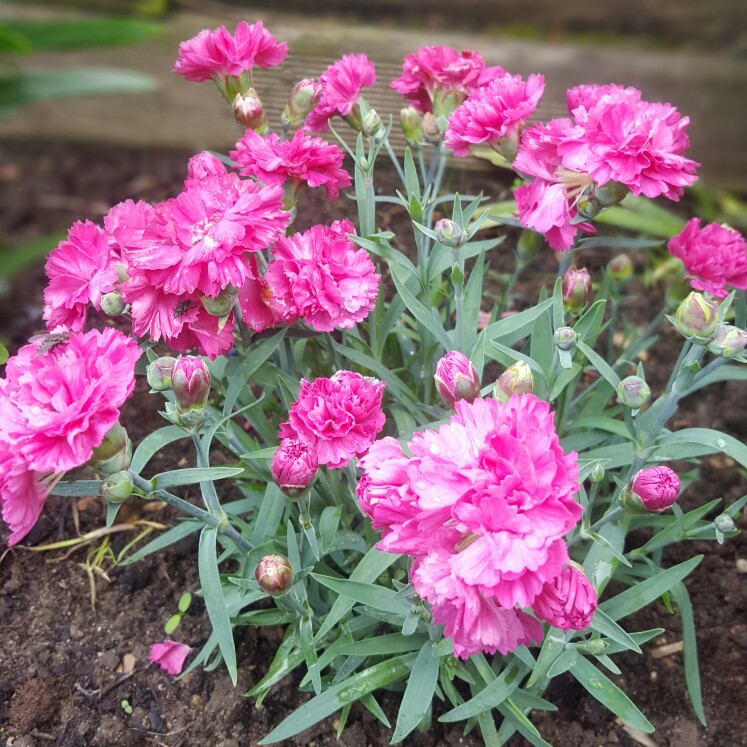 Dianthus 'Sherbet', Pink 'Sherbet' in GardenTags plant encyclopedia