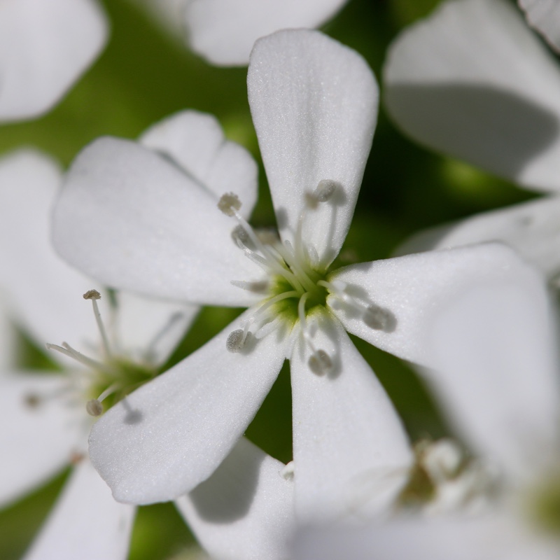 Tumbling Ted Snow Tip in the GardenTags plant encyclopedia