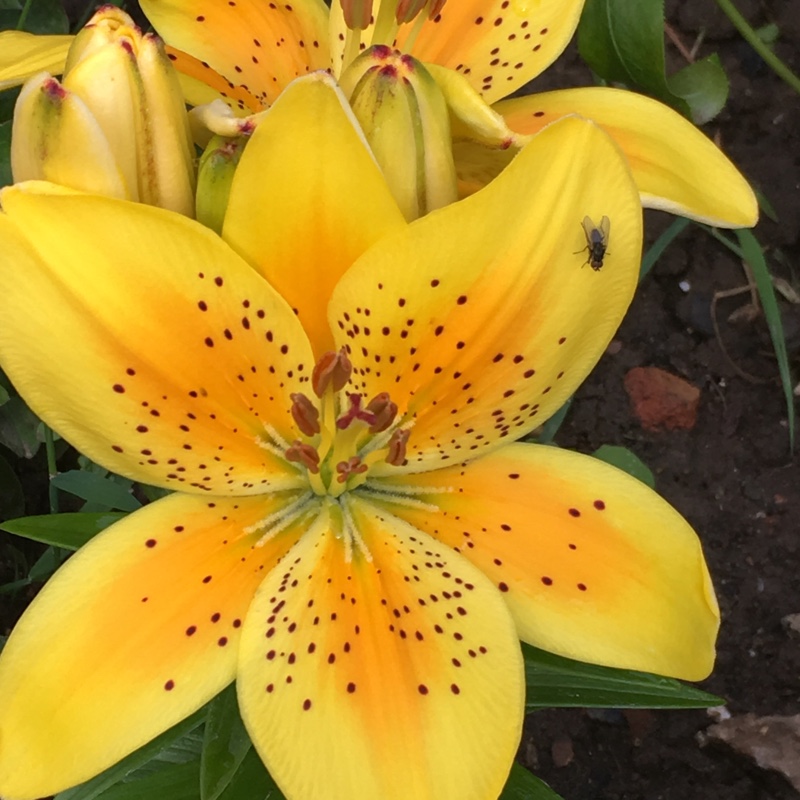 Lily Sunny Joy (Asiatic) in the GardenTags plant encyclopedia