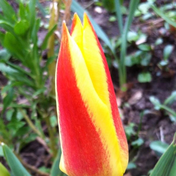 Tulip Giuseppe Verdi (Kaufmanniana) in the GardenTags plant encyclopedia