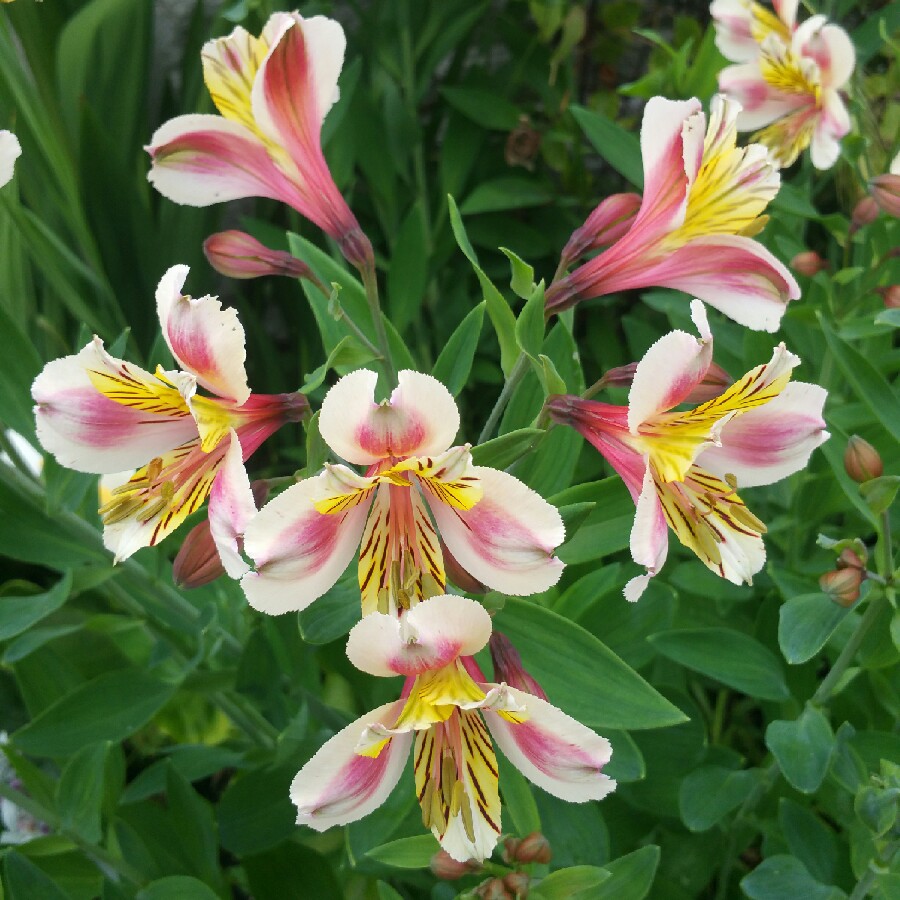 Peruvian Lily Selina in the GardenTags plant encyclopedia