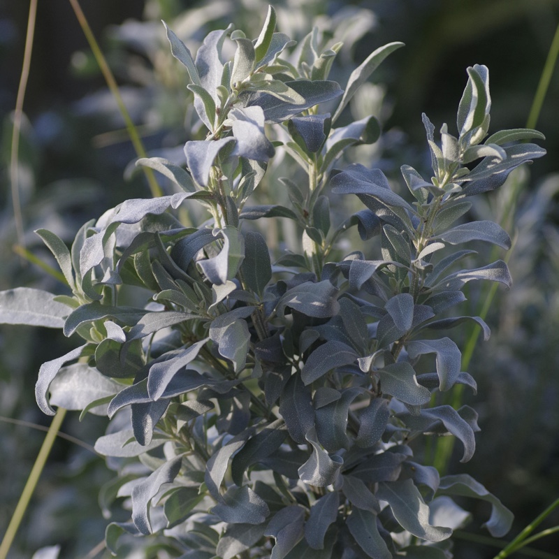 Old Man Saltbush in the GardenTags plant encyclopedia